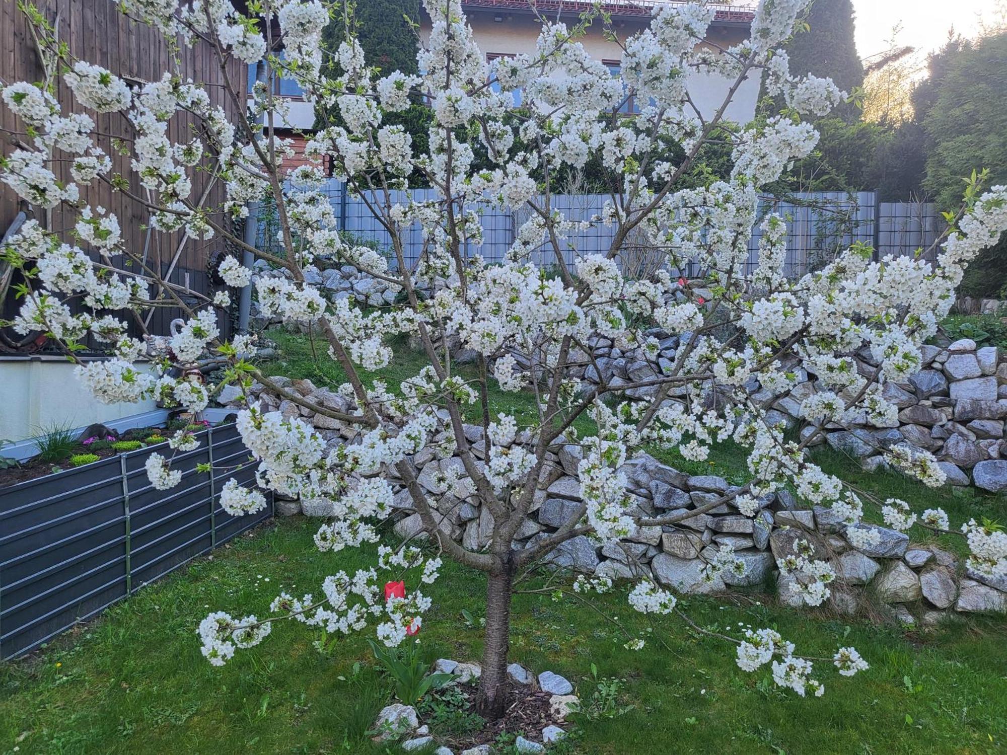 Appartement Purzel Mauerbach المظهر الخارجي الصورة